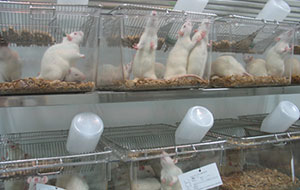 实验室动物饮用水标准有哪些？