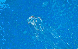 什么是指的水中的有机物质?